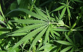marijuana plant
