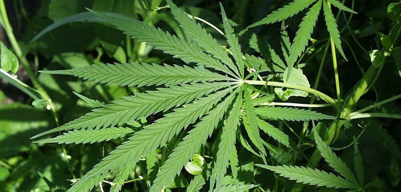 marijuana plant
